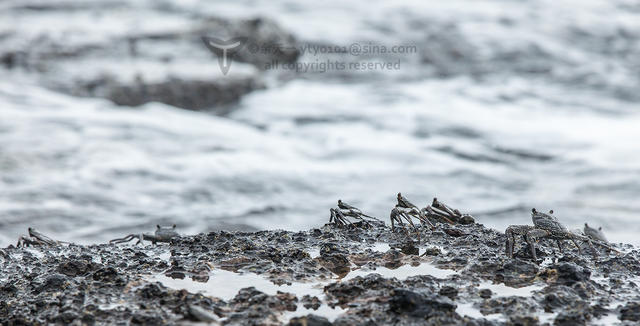 《海洋奇缘》植物观影指南