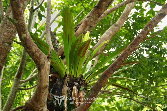 《海洋奇缘》植物观影指南