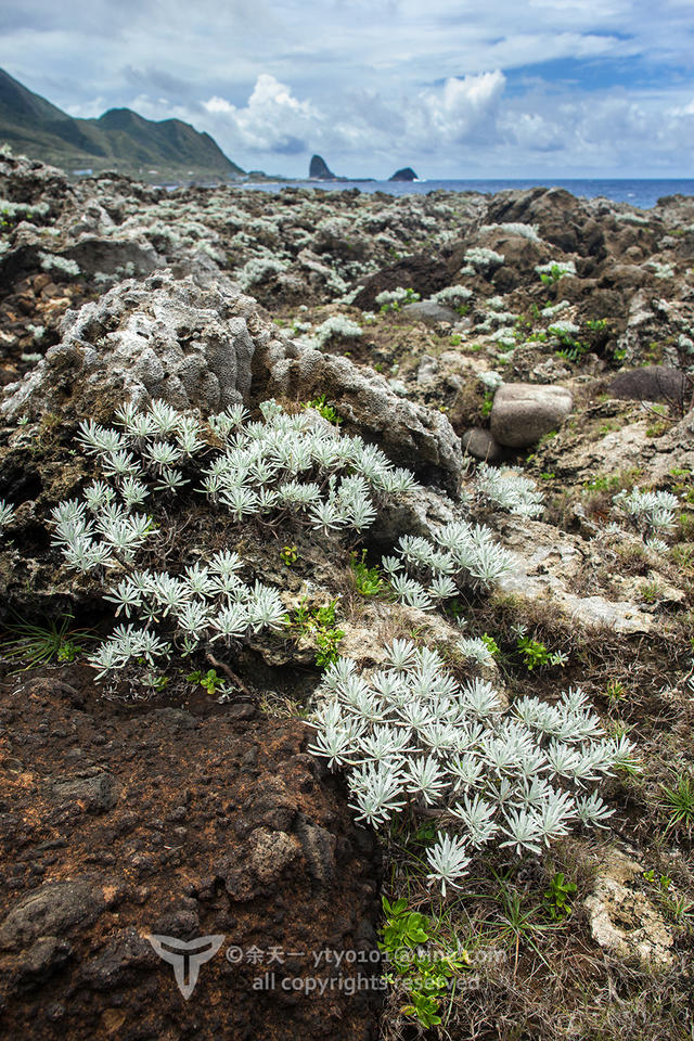 《海洋奇缘》植物观影指南