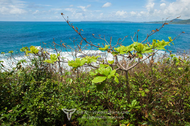 《海洋奇缘》植物观影指南