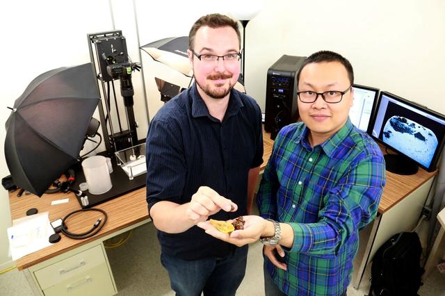 琥珀里有蚊子有啥了不起，来看琥珀里的恐龙！