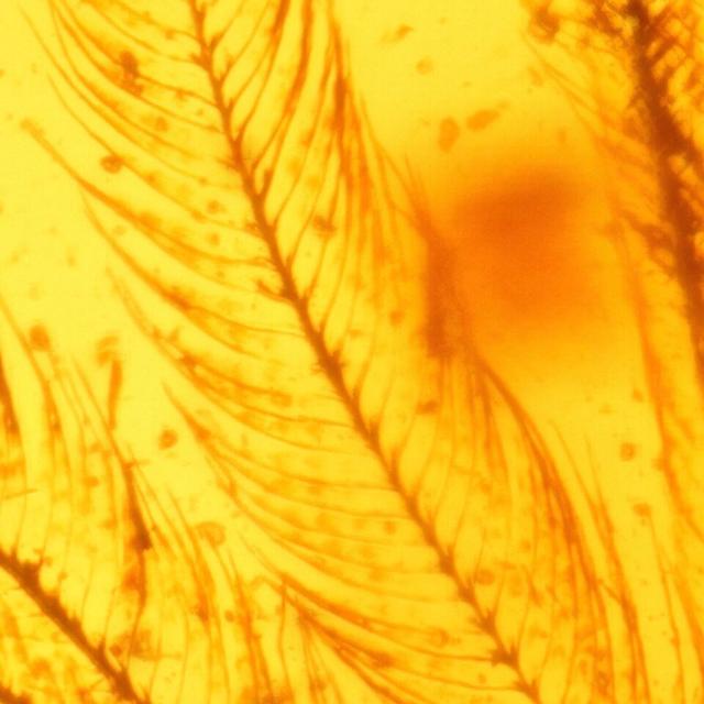 琥珀里有蚊子有啥了不起，来看琥珀里的恐龙！