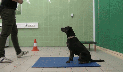 你做过的事，你家狗记得吗？