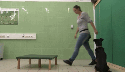 你做过的事，你家狗记得吗？