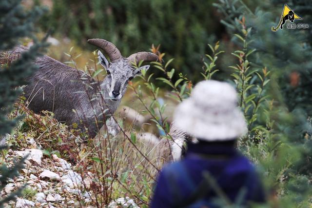 猫盟：在那山的那边林的那边有群人拍“猫片”