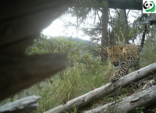 猫盟：在那山的那边林的那边有群人拍“猫片”