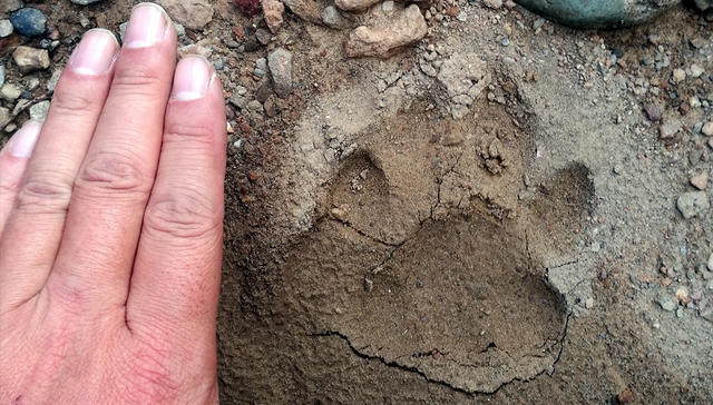 猫盟：在那山的那边林的那边有群人拍“猫片”