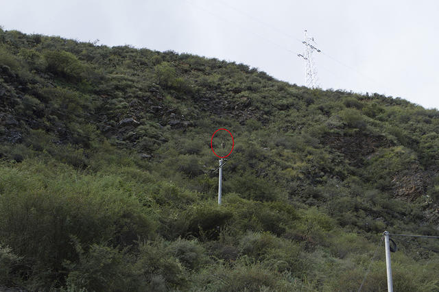 猫盟：在那山的那边林的那边有群人拍“猫片”