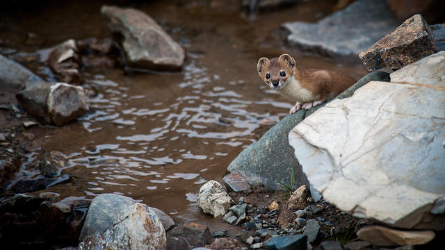 猫盟：在那山的那边林的那边有群人拍“猫片”