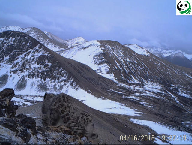 猫盟：在那山的那边林的那边有群人拍“猫片”