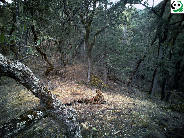 猫盟：在那山的那边林的那边有群人拍“猫片”
