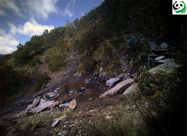 猫盟：在那山的那边林的那边有群人拍“猫片”