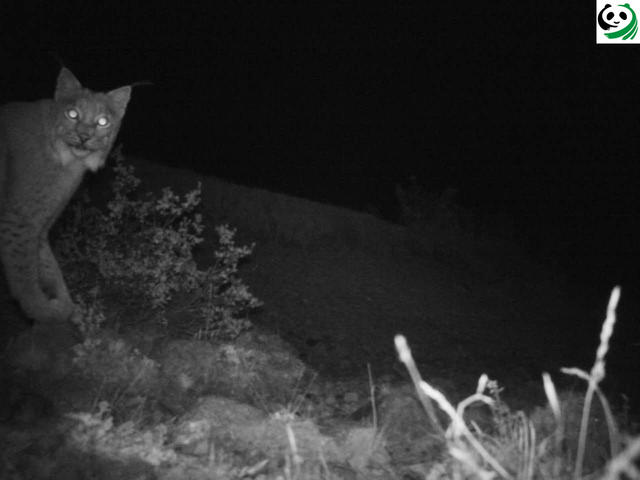 猫盟：在那山的那边林的那边有群人拍“猫片”