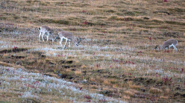 猫盟：在那山的那边林的那边有群人拍“猫片”
