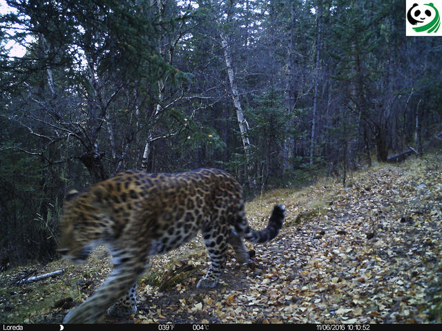 猫盟：在那山的那边林的那边有群人拍“猫片”