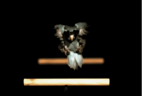 戴上护目镜鹦鹉萌翻了！可这是要干啥？