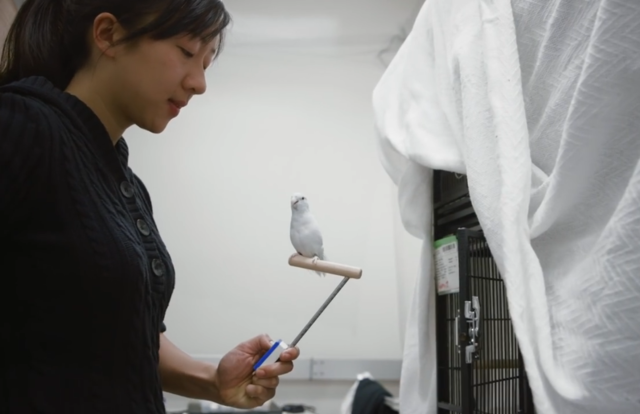 戴上护目镜鹦鹉萌翻了！可这是要干啥？