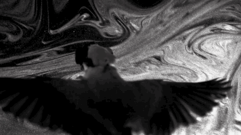 戴上护目镜鹦鹉萌翻了！可这是要干啥？