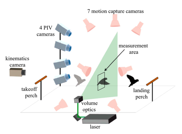 戴上护目镜鹦鹉萌翻了！可这是要干啥？