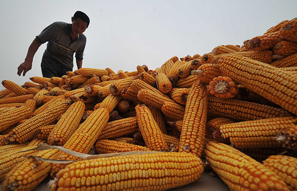 农产品价改“硬仗”集中在玉米和大豆，临储政策将全面退出