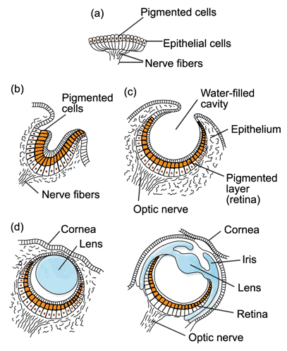 眼睛，鞭毛，有机硅：自然如何“无中生有”？