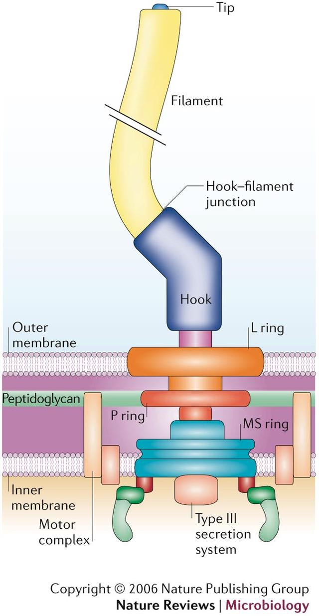 眼睛，鞭毛，有机硅：自然如何“无中生有”？