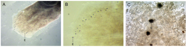 眼睛，鞭毛，有机硅：自然如何“无中生有”？