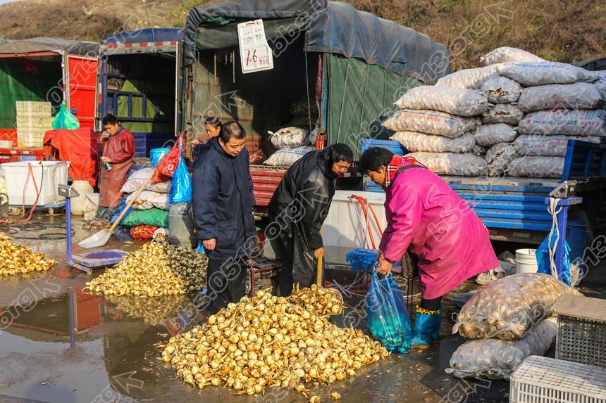寒潮袭来破零度，农批市场暧洋洋 (6).jpg