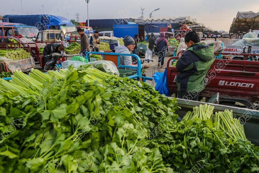 寒潮袭来破零度，农批市场暧洋洋 (9).jpg