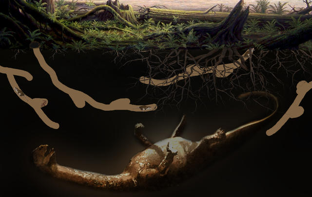 吃恐龙尸骨的哺乳类！ ——我国科学家发现中国首例侏罗纪动物巢穴