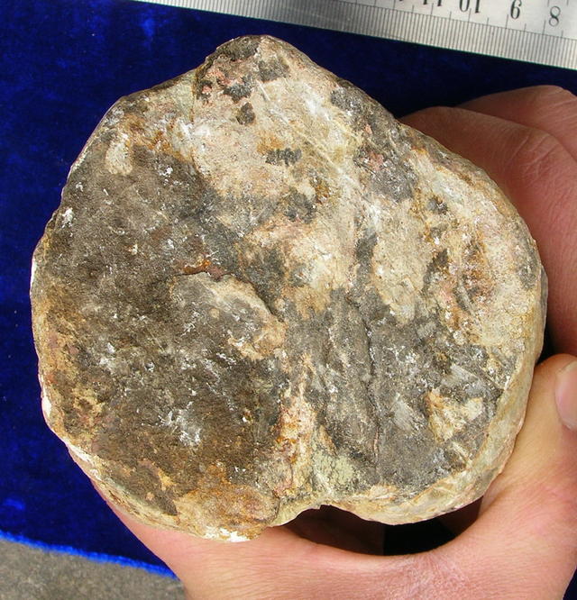 吃恐龙尸骨的哺乳类！ ——我国科学家发现中国首例侏罗纪动物巢穴