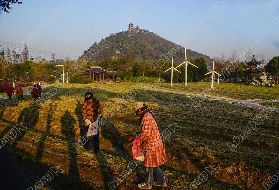 南通园博园倾情打造虞美人花海 (1).jpg