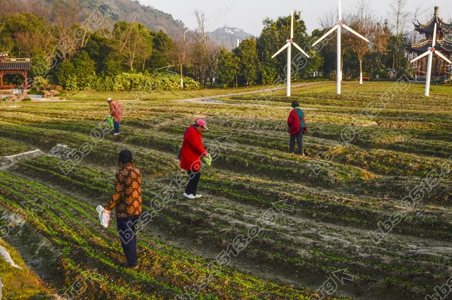 南通园博园倾情打造虞美人花海 (2).jpg
