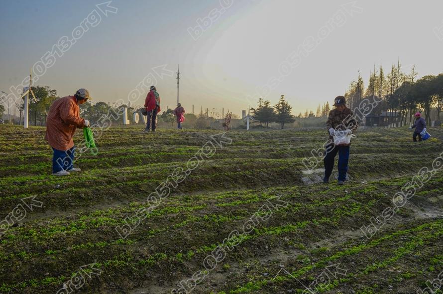 南通园博园倾情打造虞美人花海 (3).jpg