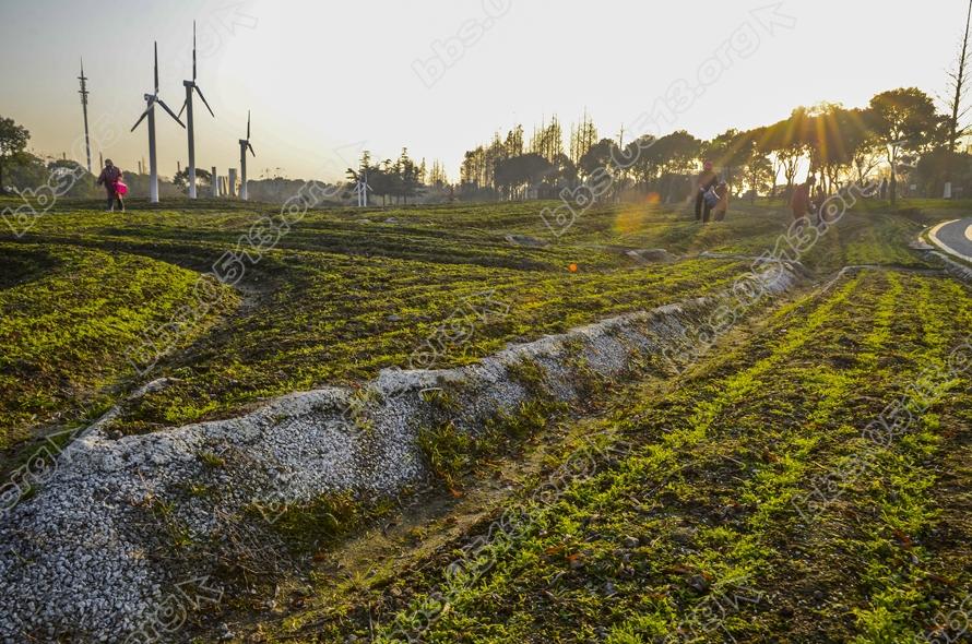 南通园博园倾情打造虞美人花海 (4).jpg
