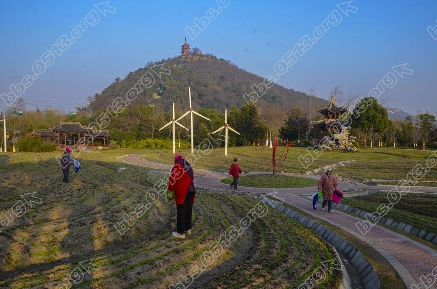 南通园博园倾情打造虞美人花海 (5).jpg