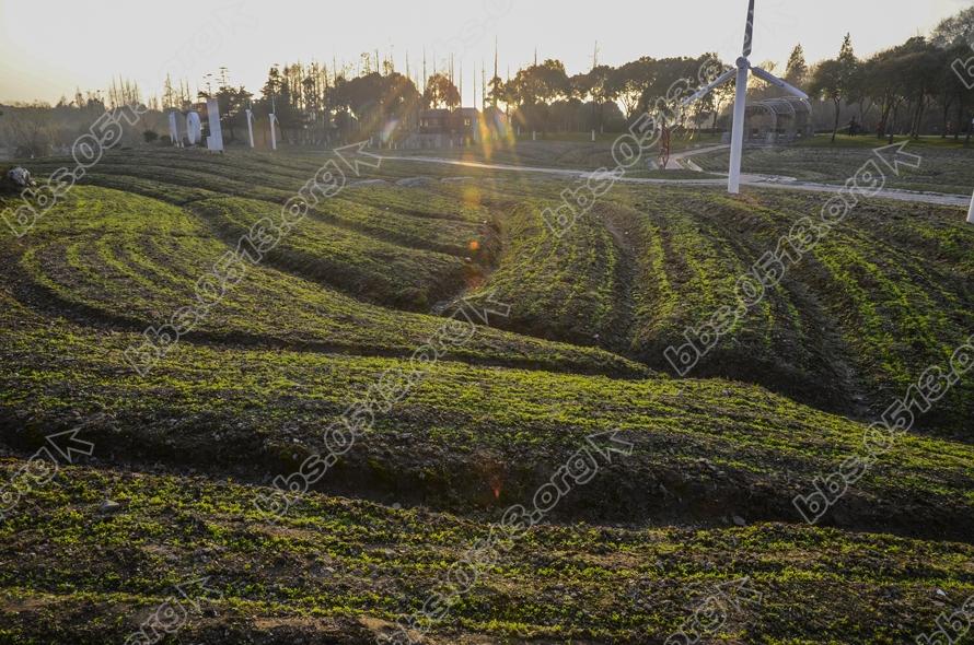 南通园博园倾情打造虞美人花海 (6).jpg