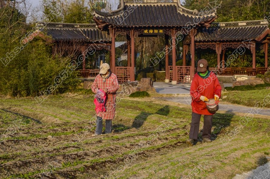 南通园博园倾情打造虞美人花海 (7).jpg