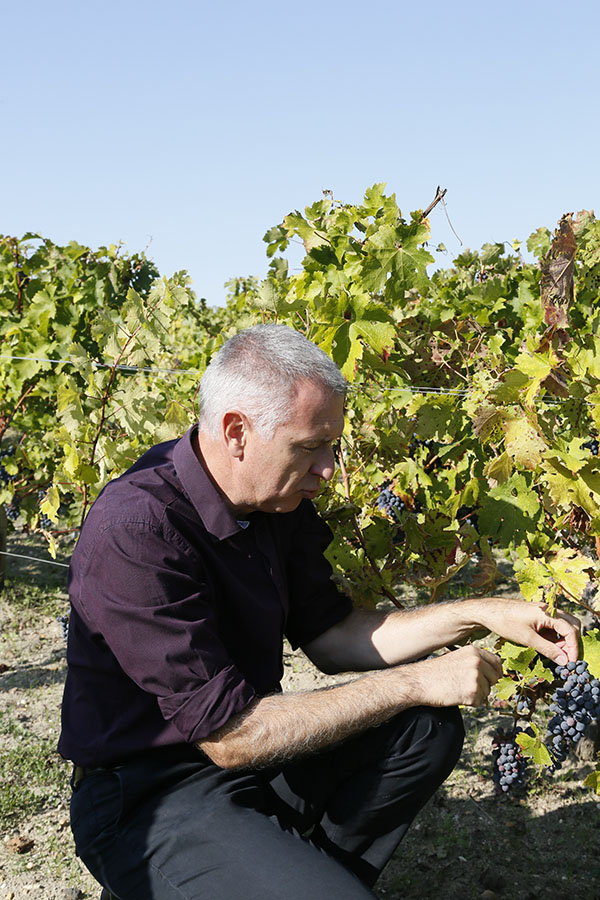 波尔多葡萄成熟时（中）