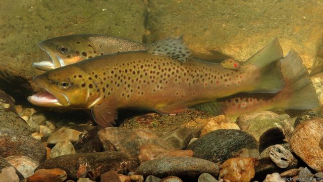 动物也有权利，那么AI呢？