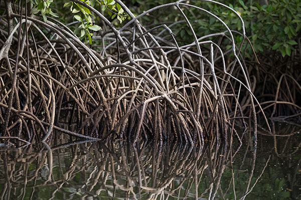 三角洲在早晨醒来（上）