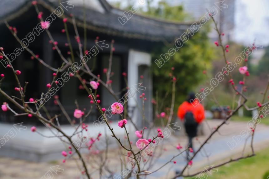 南通 红梅绽放迎新春  (1).jpg