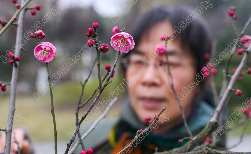 南通 红梅绽放迎新春  (2).jpg