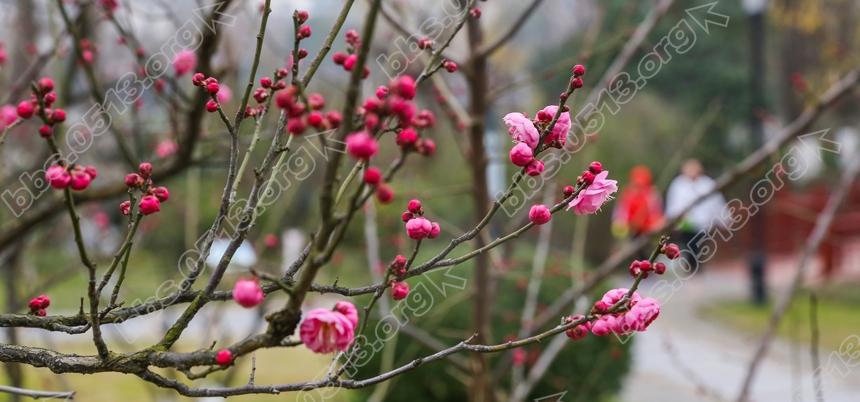 南通 红梅绽放迎新春  (3).jpg