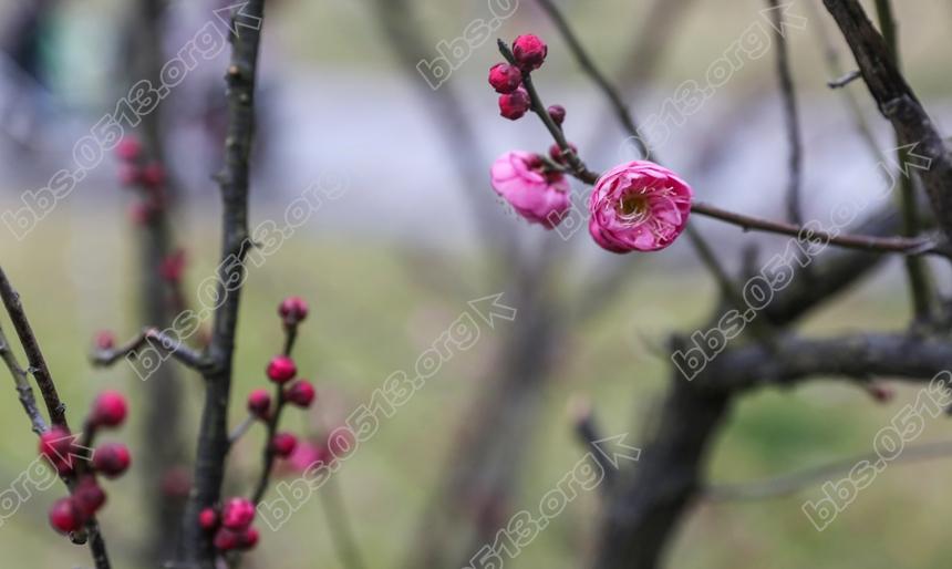 南通 红梅绽放迎新春  (4).jpg