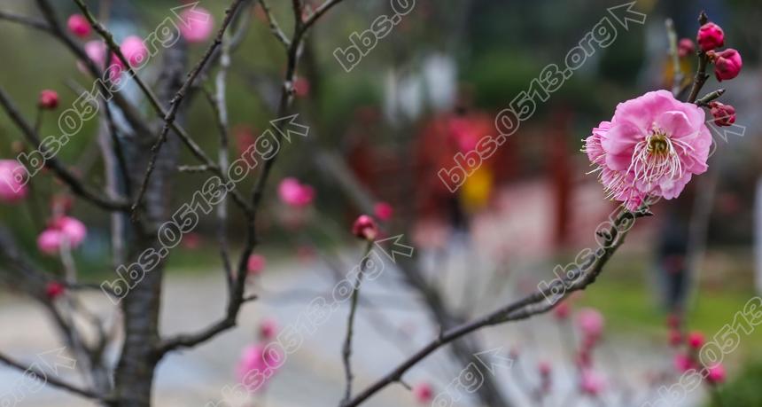 南通 红梅绽放迎新春  (5).jpg