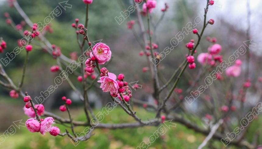 南通 红梅绽放迎新春  (6).jpg