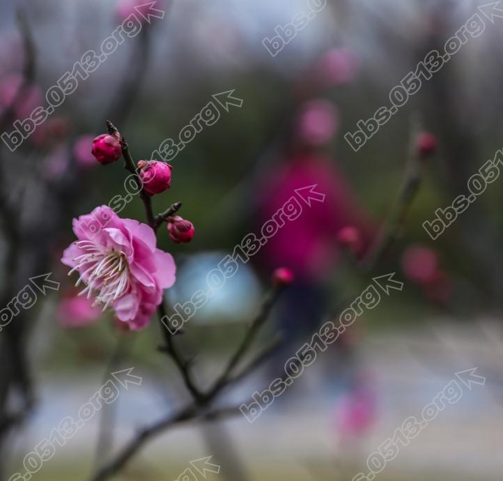 南通 红梅绽放迎新春  (7).jpg