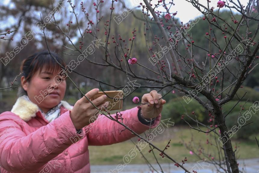 南通 红梅绽放迎新春  (8).jpg