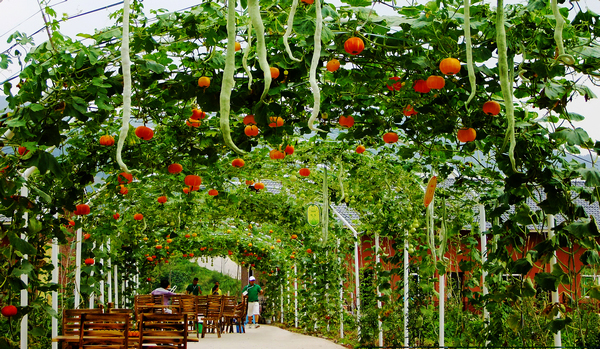 当“美丽乡村”成为城市资本的时空修复，我们还能期待什么？